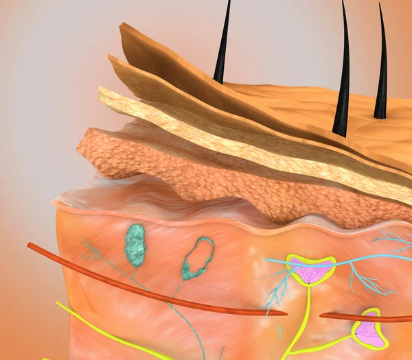 皮膚 — ストック写真
