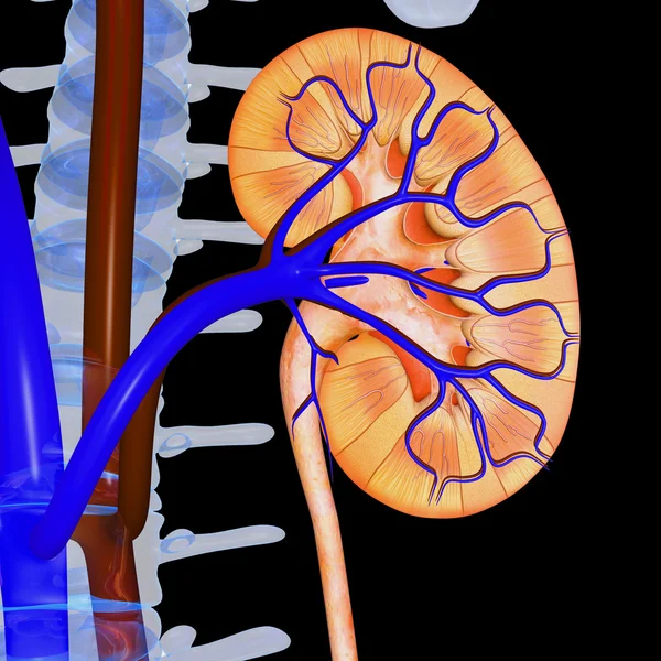 Kidneys — Stock Photo, Image