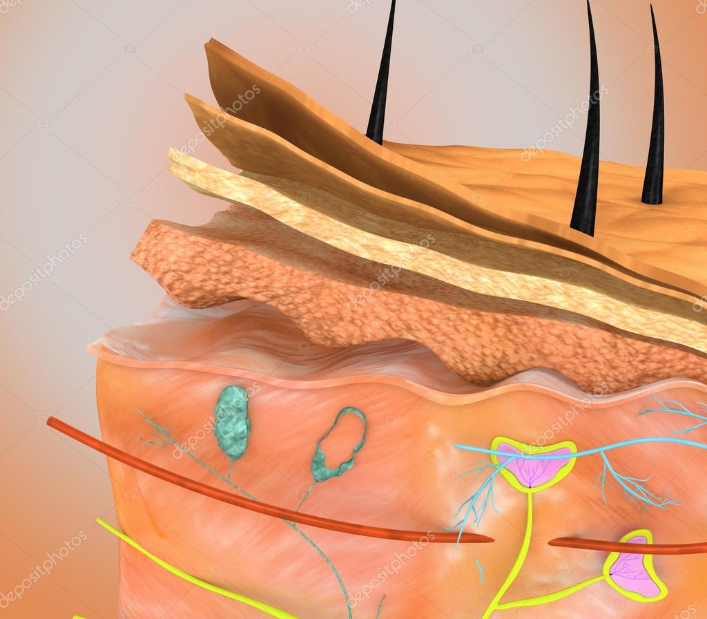 Noticias sobre "sistema tegumentario"