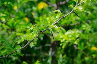 Ormanda yeşil yapraklar