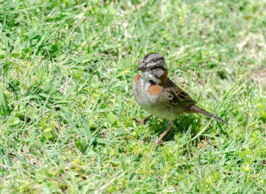 Küçük kırmızı-kuyruklu serçe ilkbaharda, yeşil çimlerde