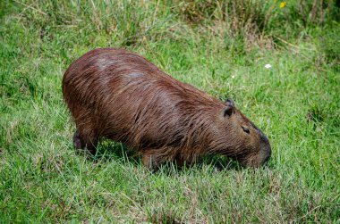 Ormandaki vahşi kırmızı ayı