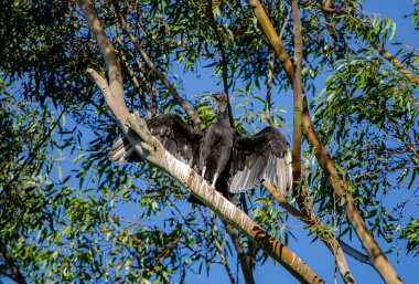 Ormanda büyük siyah bir pelikan.