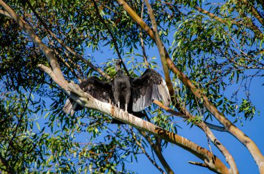 Ağaçtaki siyah kartal