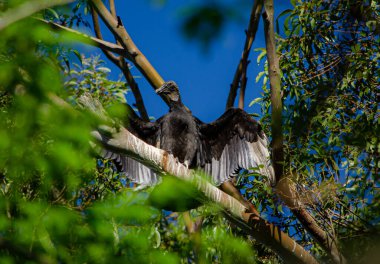 Güzel bir kuşun yakın çekimi.