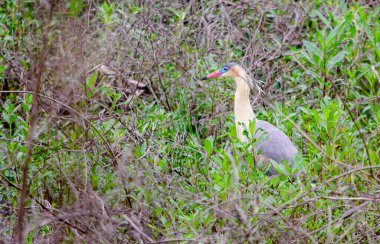 Ormandaki güzel kuş