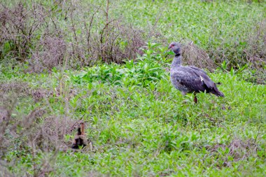 Ormandaki güzel bir kuş görüntüsü.