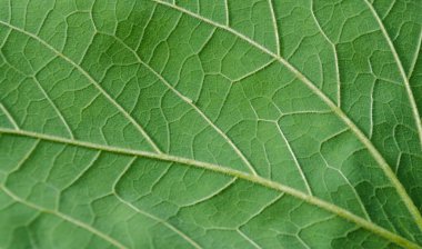 Yeşil yaprak, kapat