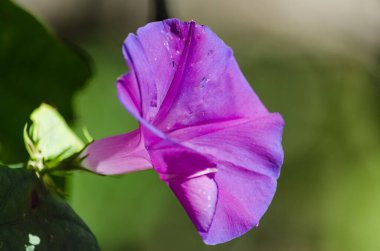 Su damlalı mor amber çiçeği