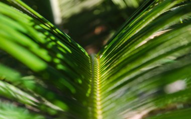Güneş ışığı hurma yaprağı.