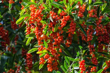 Frutos de color rojo