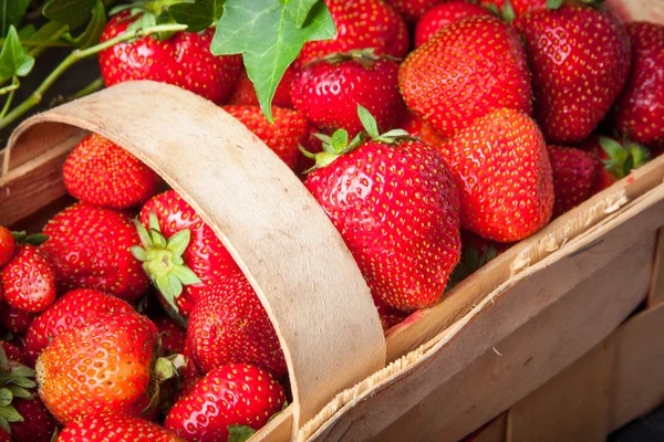 Panier de fraises fraîches — Photo