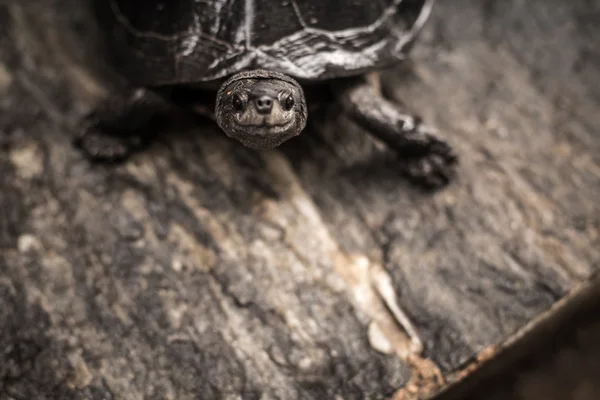 Happy turtle (tortoise) on the shore close seup — стоковое фото