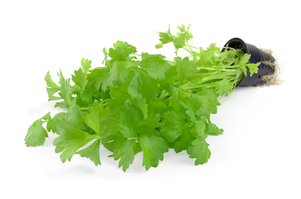 Fresh parsley on white background — Stock Photo, Image