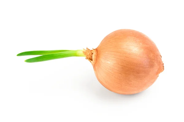 Bombilla de cebolla de oro sobre fondo blanco recorte —  Fotos de Stock