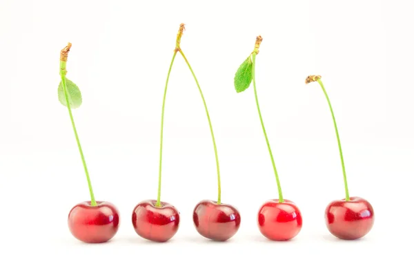 Cereza roja con hojas aisladas en blanco — Foto de Stock