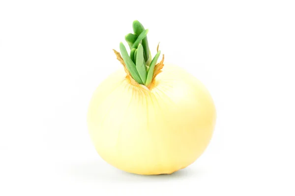 Onion with green feathers isolated on a white background — Stock Photo, Image