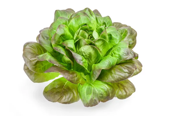 Свежий зеленый салат на белом фоне, концепция питания — стоковое фото
