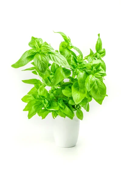 Fresh basil in a white pot isolated on  background — Stock Photo, Image