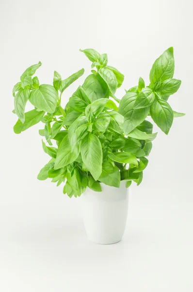 Green fresh basil isolated in white — Stock Photo, Image