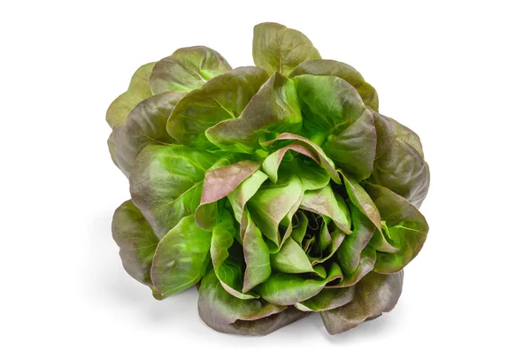 Lettuce isolated on white background — Stock Photo, Image