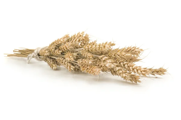 Spikelets buğday demeti üzerinde beyaz bir büyüğe — Stok fotoğraf
