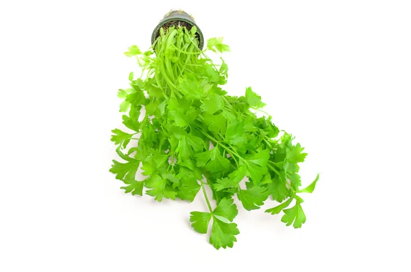 Cilantro thai erba isolata su sfondo bianco — Foto Stock