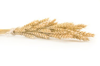 spikelets buğday demeti beyaz zemin üzerine yığılmış