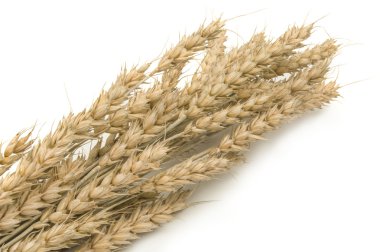 Beyaz zemin üzerine altın buğday kulaklar