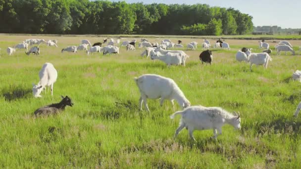 Geiten grazen in het weiland — Stockvideo