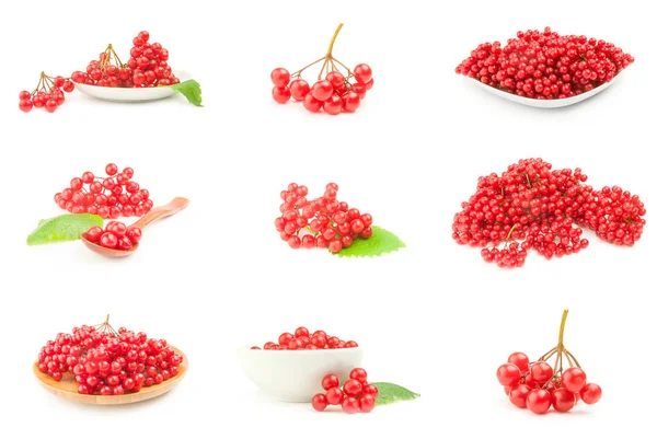 Sammlung von Pimbina-Beeren in Nahaufnahme isoliert auf weißem Hintergrund — Stockfoto