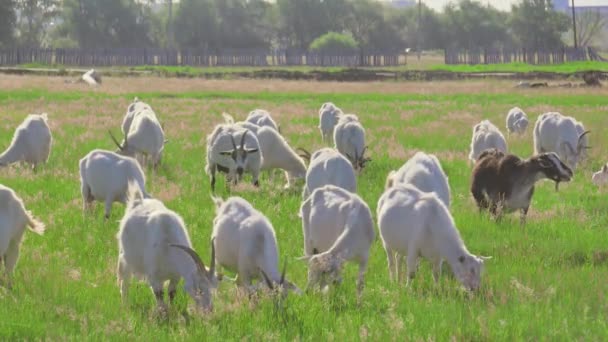 一群山羊在田野里吃羊驼.夏天的傍晚，山羊在田里. — 图库视频影像