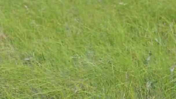 フィールド内の緑の太い草のクローズアップ — ストック動画