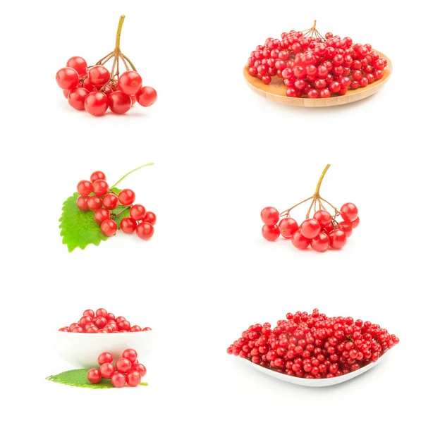 Set von roten Beeren Traube von Drosseln — Stockfoto