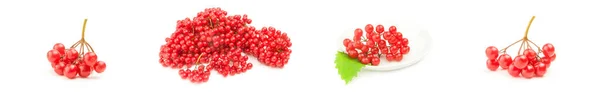 Set of branch ripe viburnum isolated on a white background cutout — Stock Photo, Image