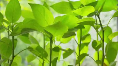 Güneş ışığında genç yeşil yapraklara yakın çekim