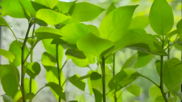 Primer plano de los brotes jóvenes de vegetación con hojas en la luz — Vídeos de Stock