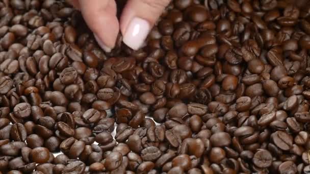 Une main de femme brasse des grains de café.. Café torréfié comme fond — Video