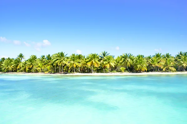 Palmiers Sur Une Plage Dans Les Caraïbes — Photo