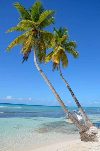 Hammock on a palm tree on the beach — Stock Photo, Image