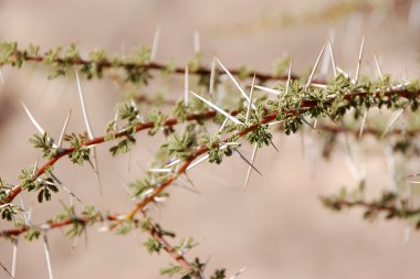 Branches of camel thorn clipart