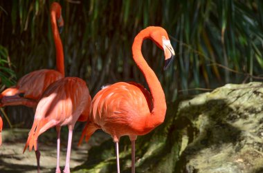 İki pembe flamingo.