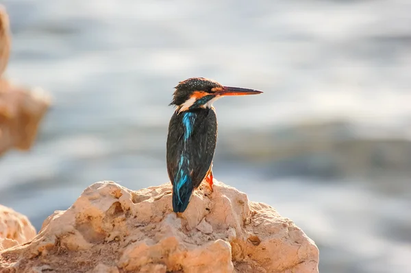 Little bird kingfisher — Stock Photo, Image
