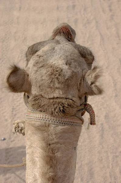 Cabeça de camelo árabe — Fotografia de Stock
