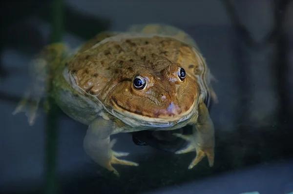 Żaba z bliska wygląda — Zdjęcie stockowe