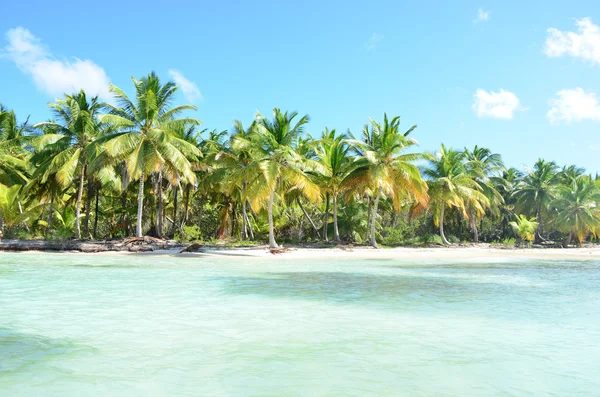 Spiaggia tropicale con palme — Foto Stock