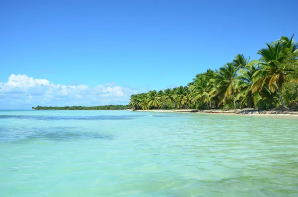 Schöne Insel und Palmen — Stockfoto