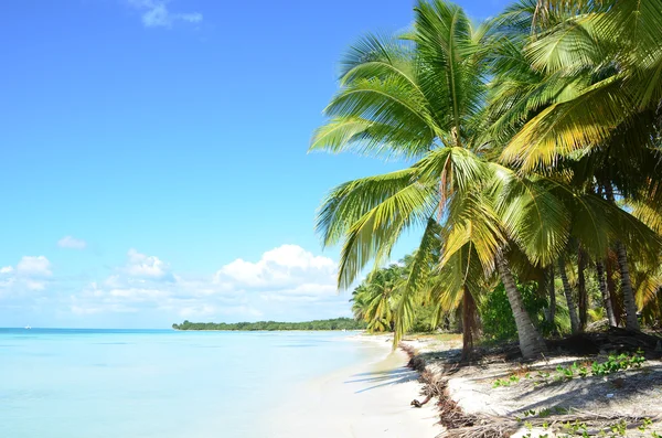 Spiaggia tropicale con palme — Foto Stock