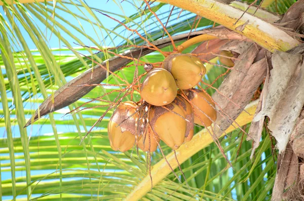 Kokosnüsse auf der Palme — Stockfoto