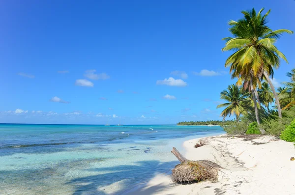 Tropikalny raj. Dominicana. — Zdjęcie stockowe